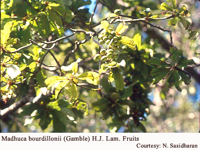 Madhuca bourdillonii (Gamble) H.J. Lam. Fruits
